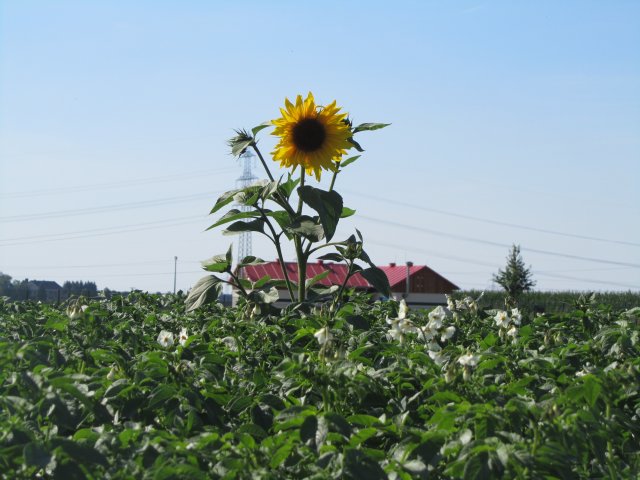 Grossansicht in neuem Fenster: Kartoffelfeld