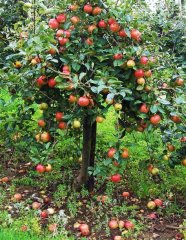 Apfelbaum Apfelbaum